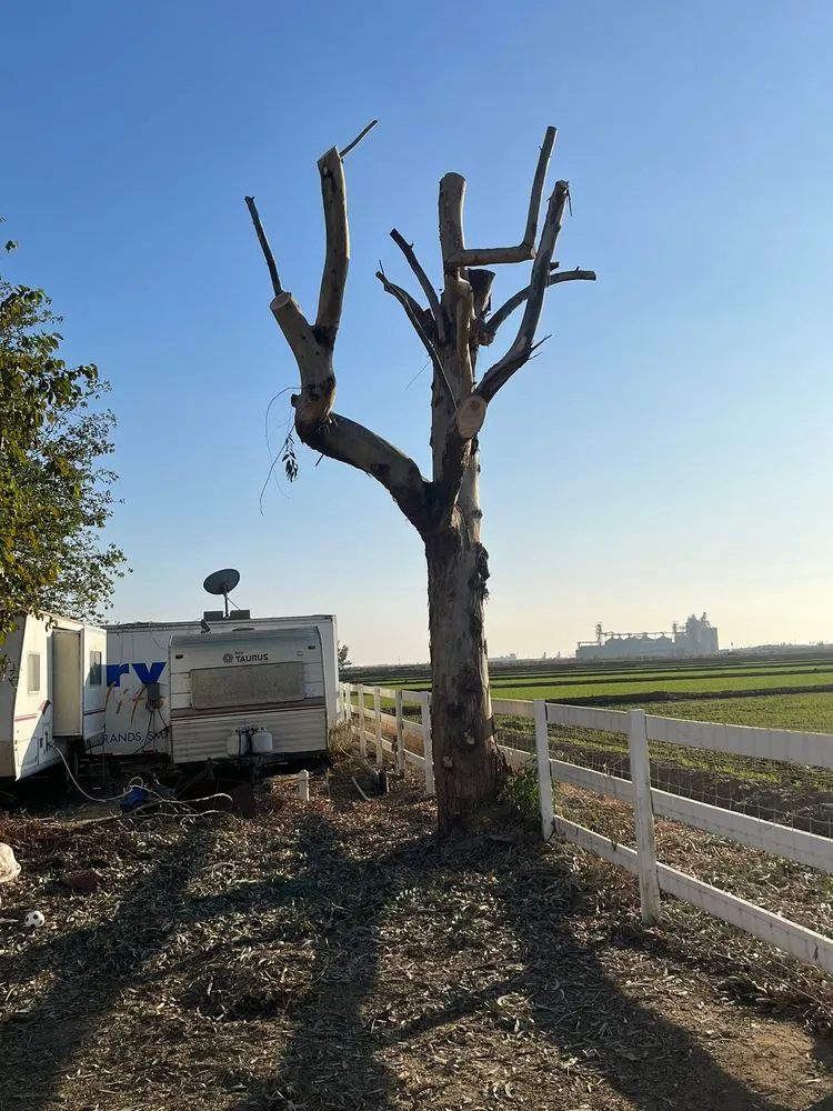 Top-rated lawn care service for homes in Hanford, CA by Dangi´s Landscaping and Tree Services