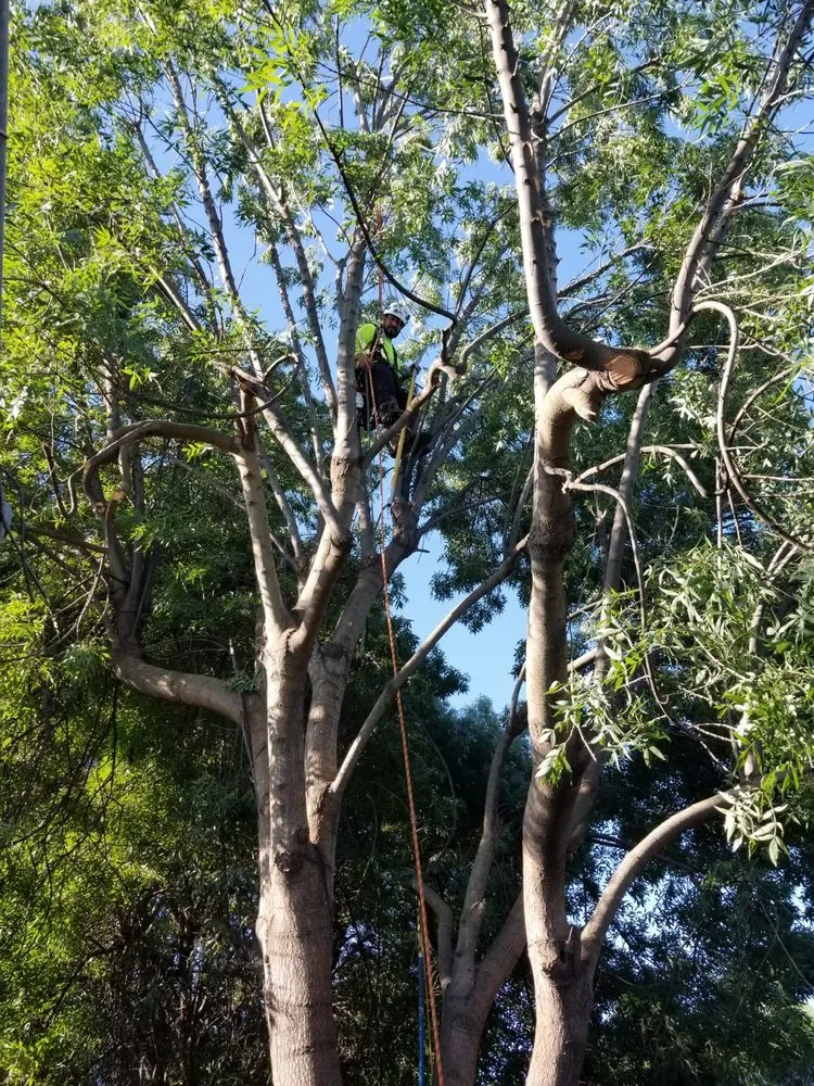 Expert garden landscaping in Hanford, CA by Dangi´s Landscaping and Tree Services