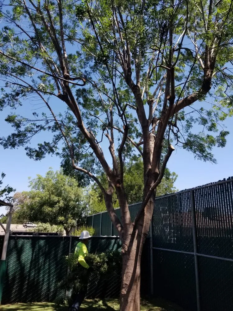 Professional outdoor landscaping in Hanford, CA by Dangi´s Landscaping and Tree Services