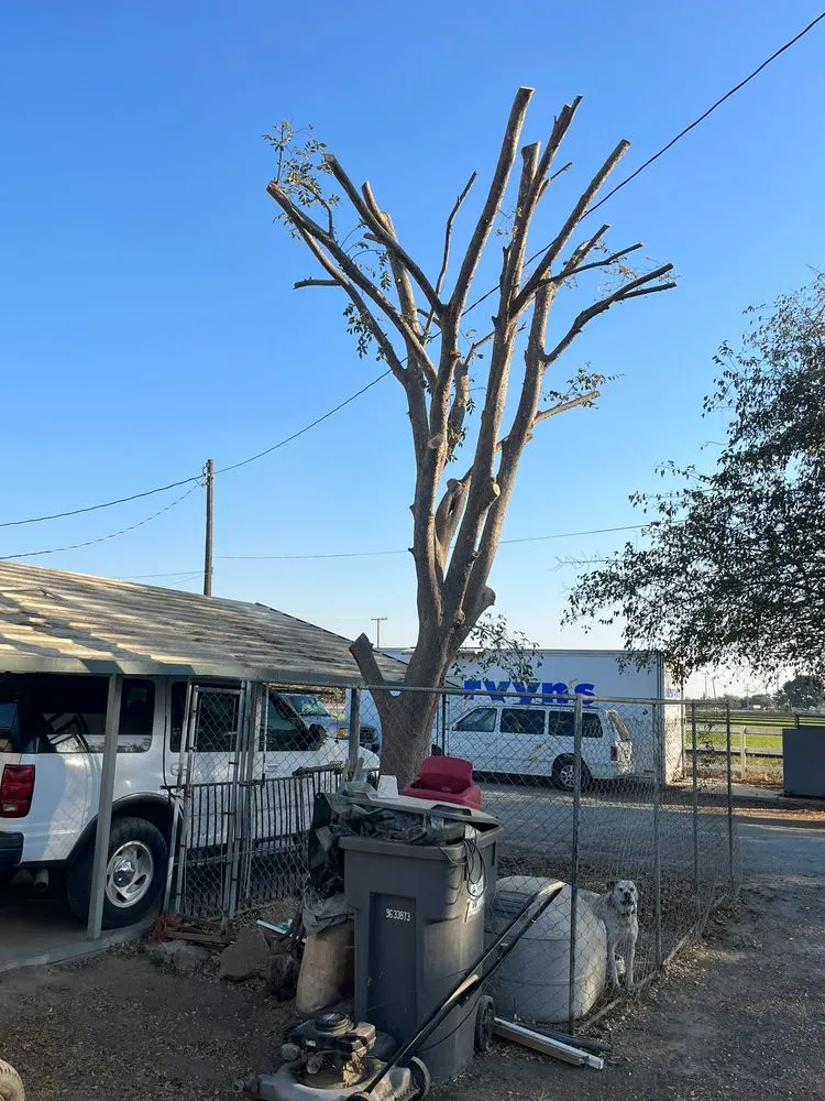 Local outdoor landscaping in Hanford, CA by Dangi´s Landscaping and Tree Services