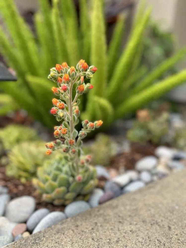 Local landscaping services experts serving Vista, CA - Danica Botanica