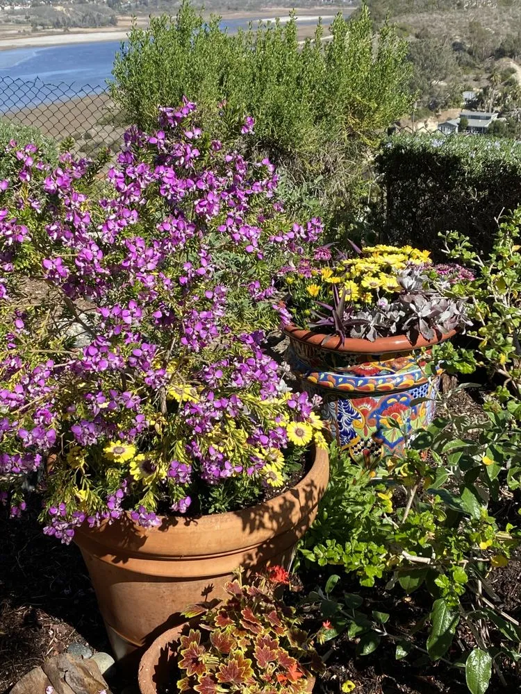 Trusted landscape installation for residential properties across Vista, CA - Danica Botanica