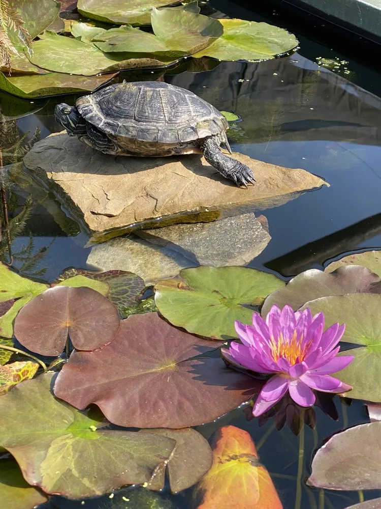 Professional yard cleanup service in Vista, CA by Danica Botanica