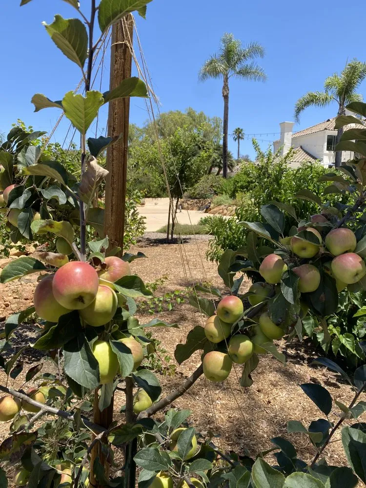 Affordable landscape design experts serving Vista, CA - Danica Botanica