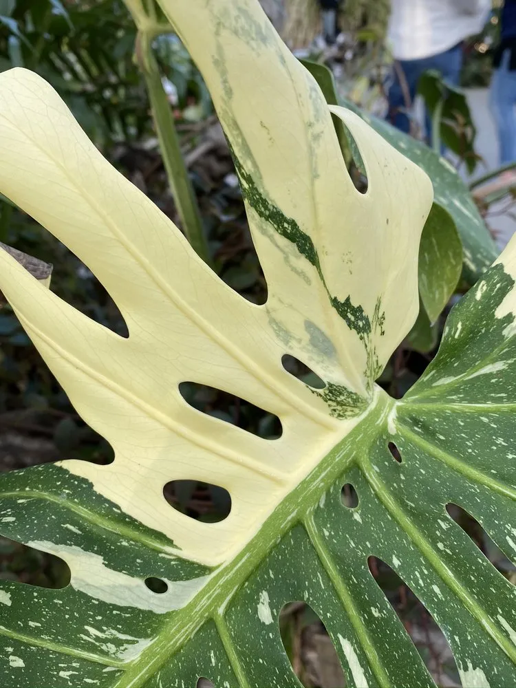 Trusted yard maintenance in Vista, CA by Danica Botanica