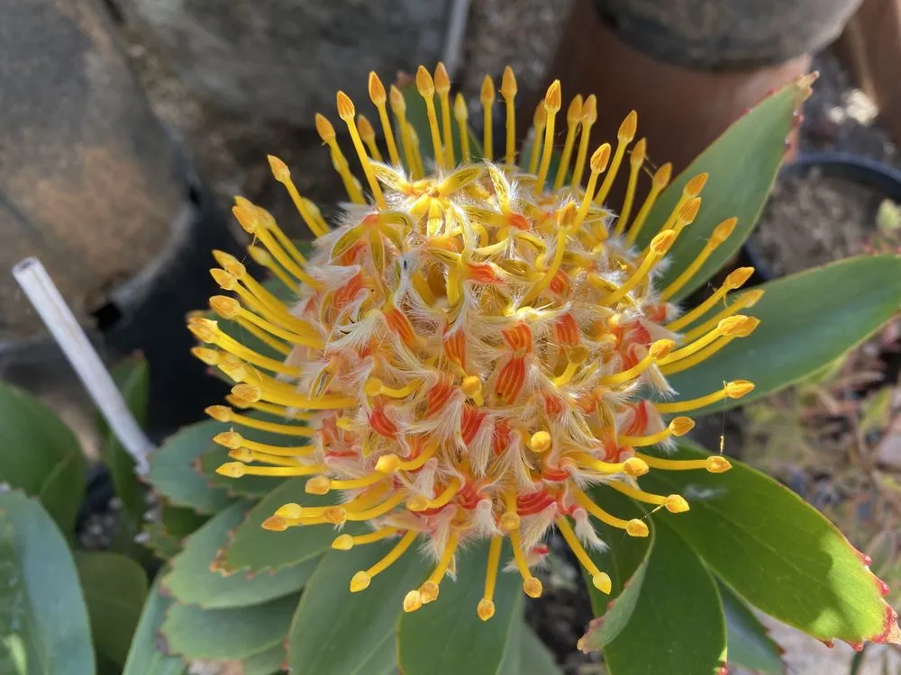 Expert yard maintenance in Vista, CA - Danica Botanica