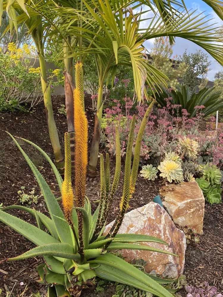 Reliable outdoor landscaping in Vista, CA by Danica Botanica