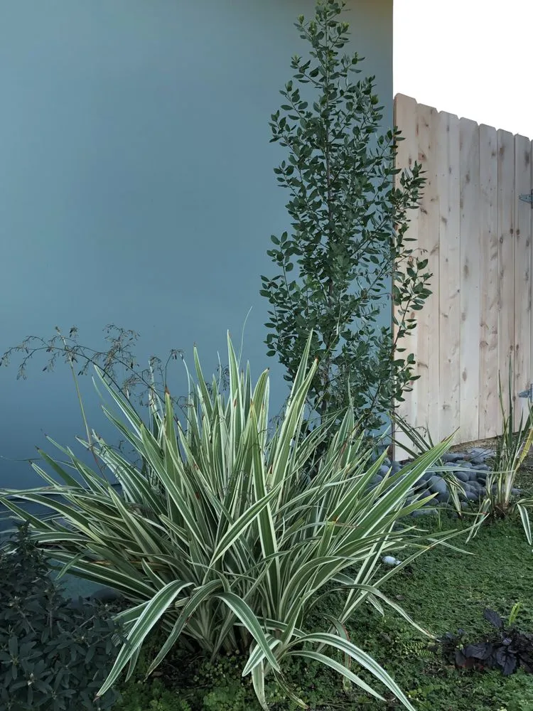 Affordable yard maintenance for homes across Vista, CA - Danica Botanica