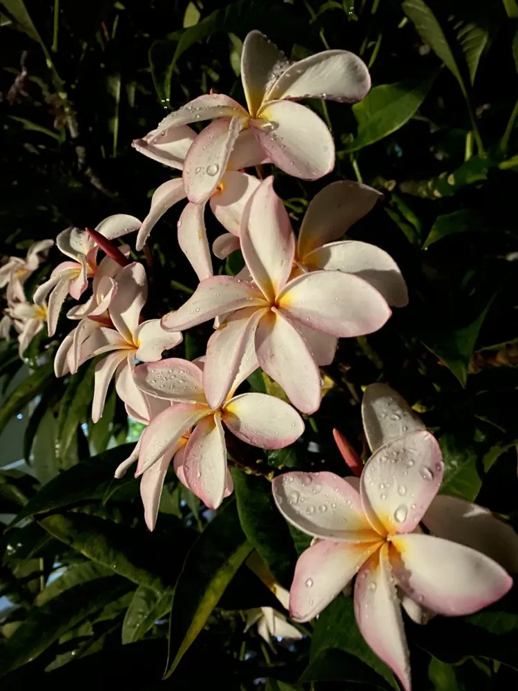 Top-rated residential landscaping in Vista, CA - Danica Botanica