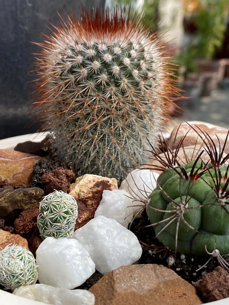 Expert yard cleanup service for homes across Vista, CA - Danica Botanica