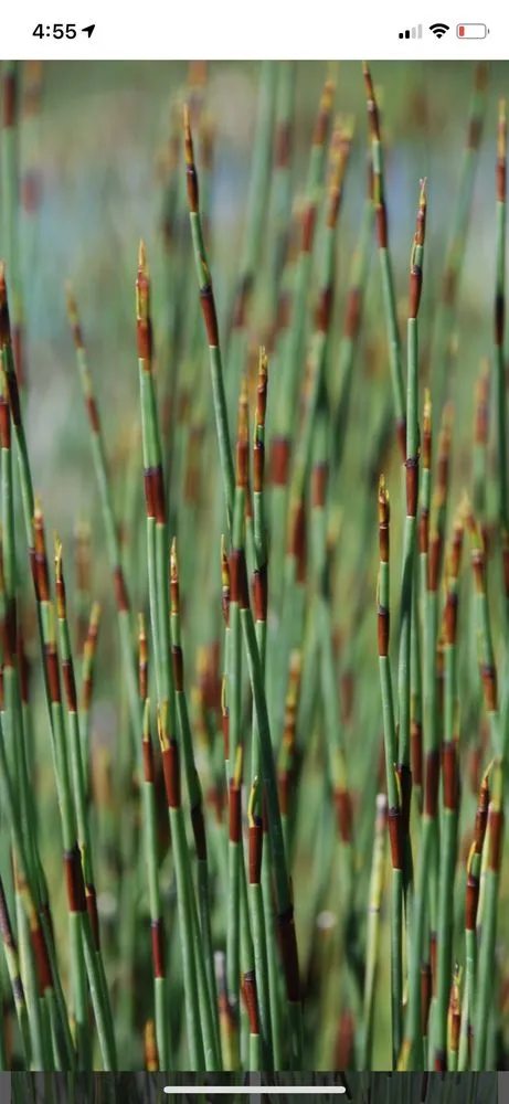 Reliable garden landscaping in Vista, CA - Danica Botanica