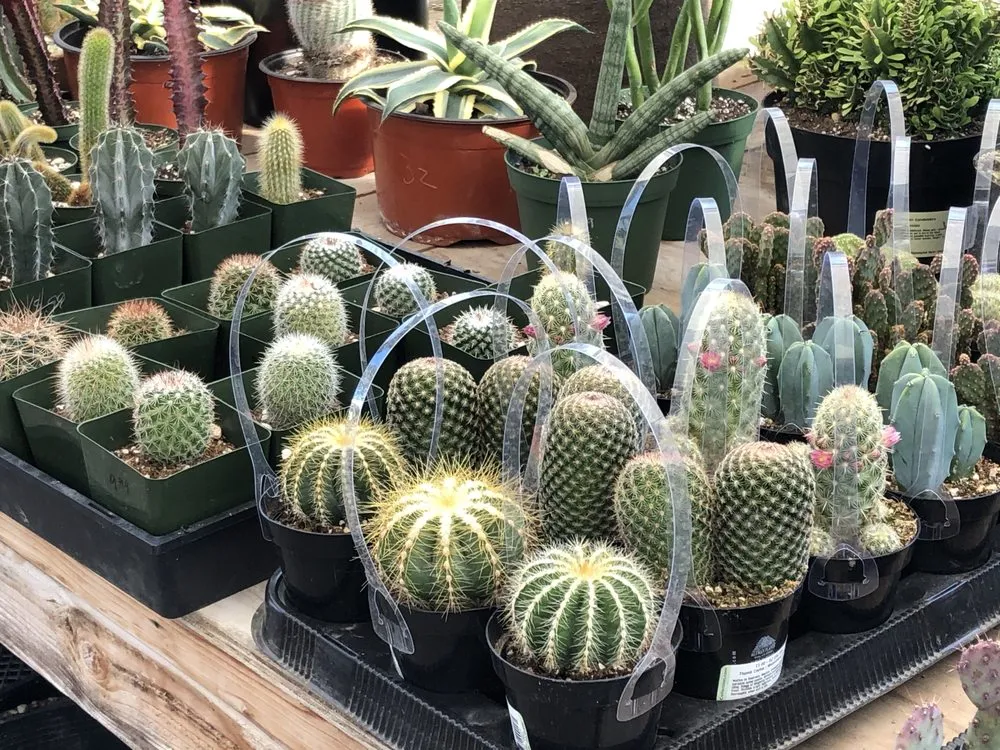 Custom landscape installation experts serving Vista, CA - Danica Botanica