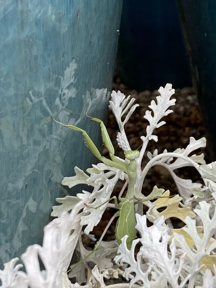 Expert yard maintenance experts serving Vista, CA - Danica Botanica