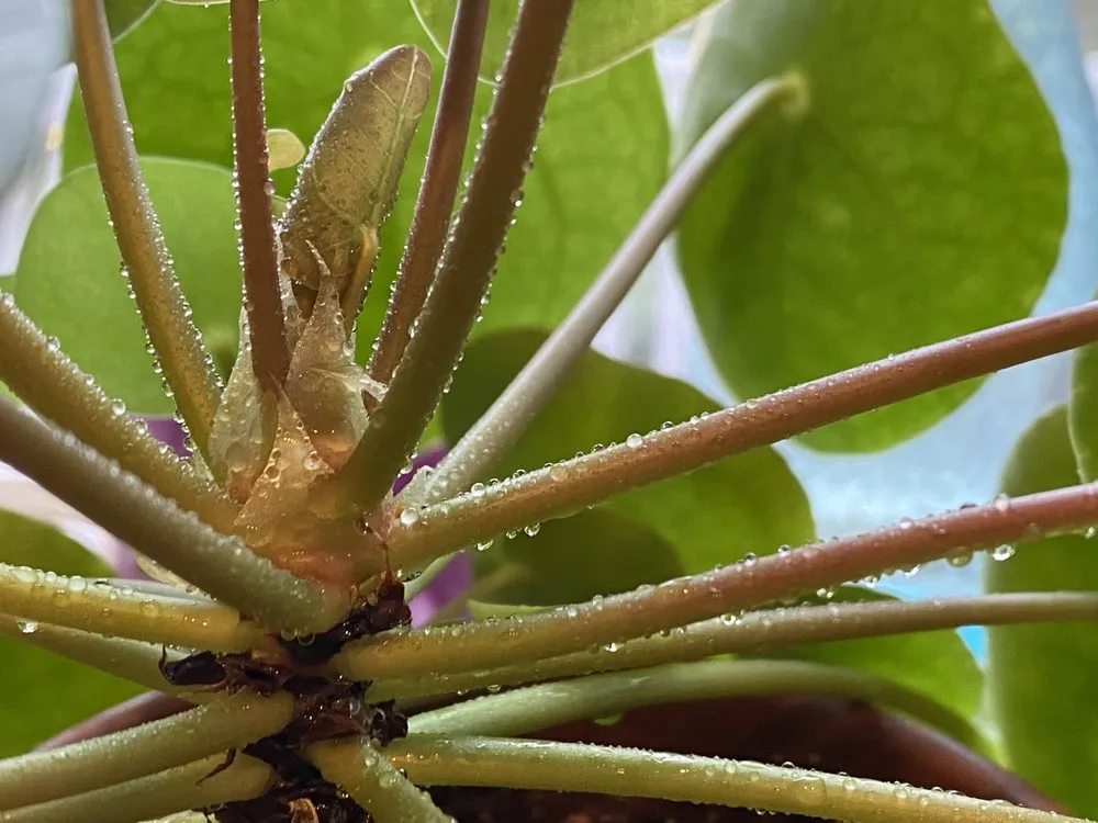 Custom landscape installation for year-round maintenance across Vista, CA - Danica Botanica