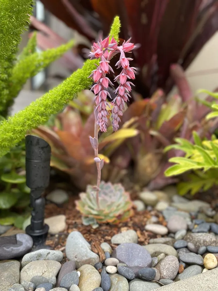 Custom lawn mowing service for residential properties across Vista, CA - Danica Botanica