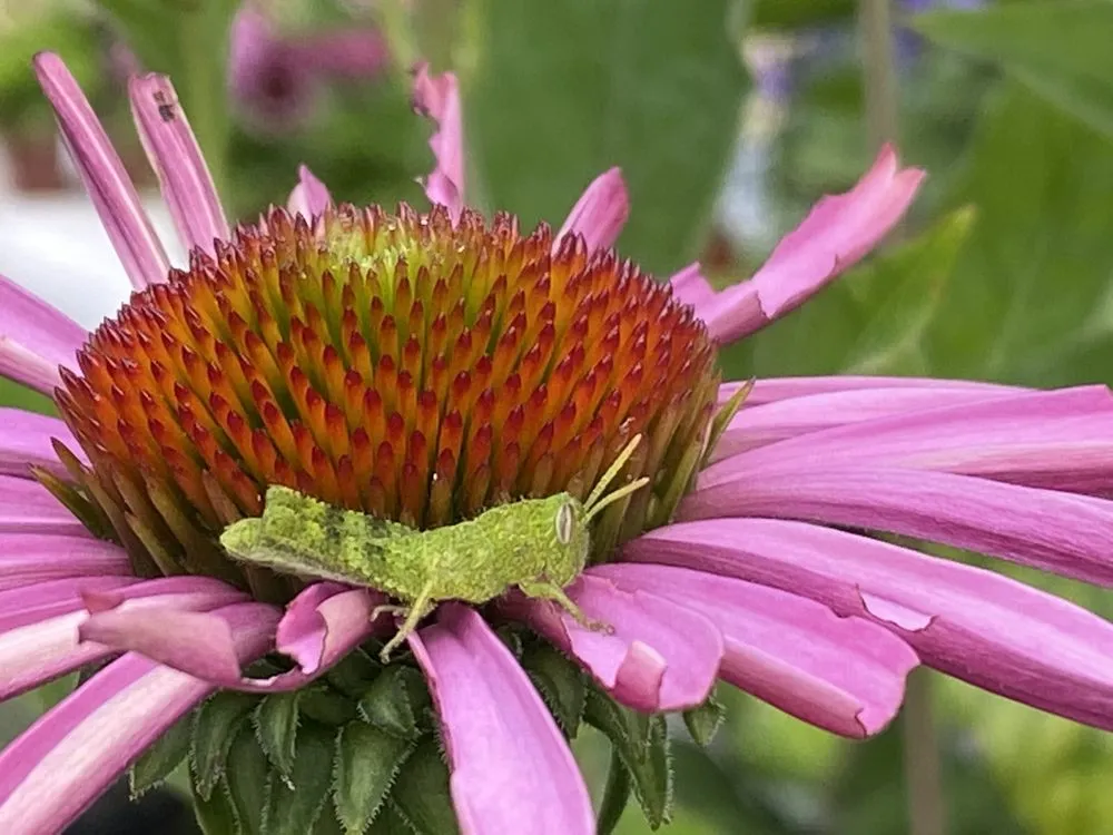 Local landscape design for outdoor upgrades across Vista, CA - Danica Botanica