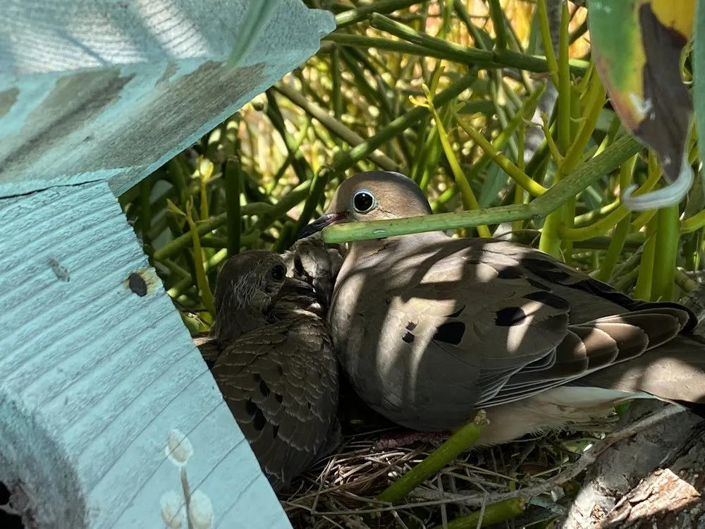 Local garden landscaping in Vista, CA by Danica Botanica