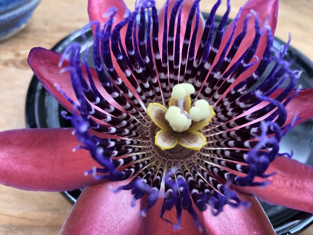 Professional landscape installation for beautiful yards across Vista, CA - Danica Botanica