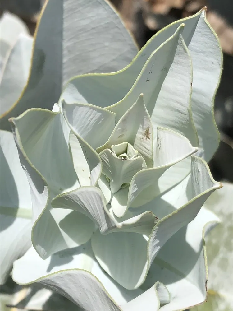 Expert landscape installation near you in Vista, CA by Danica Botanica