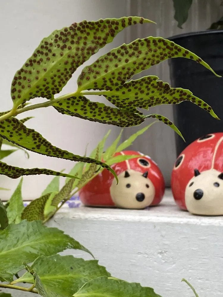 Reliable outdoor landscaping in Vista, CA - Danica Botanica