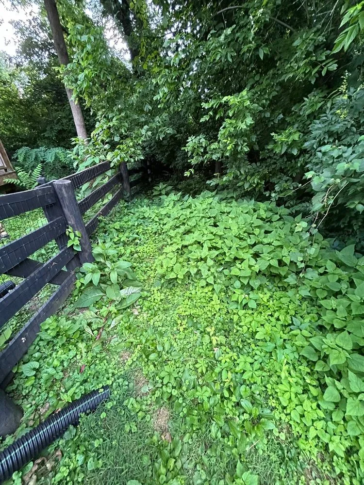 Affordable lawn care service near you across Simpsonville, KY - Daniel and Manuel Services