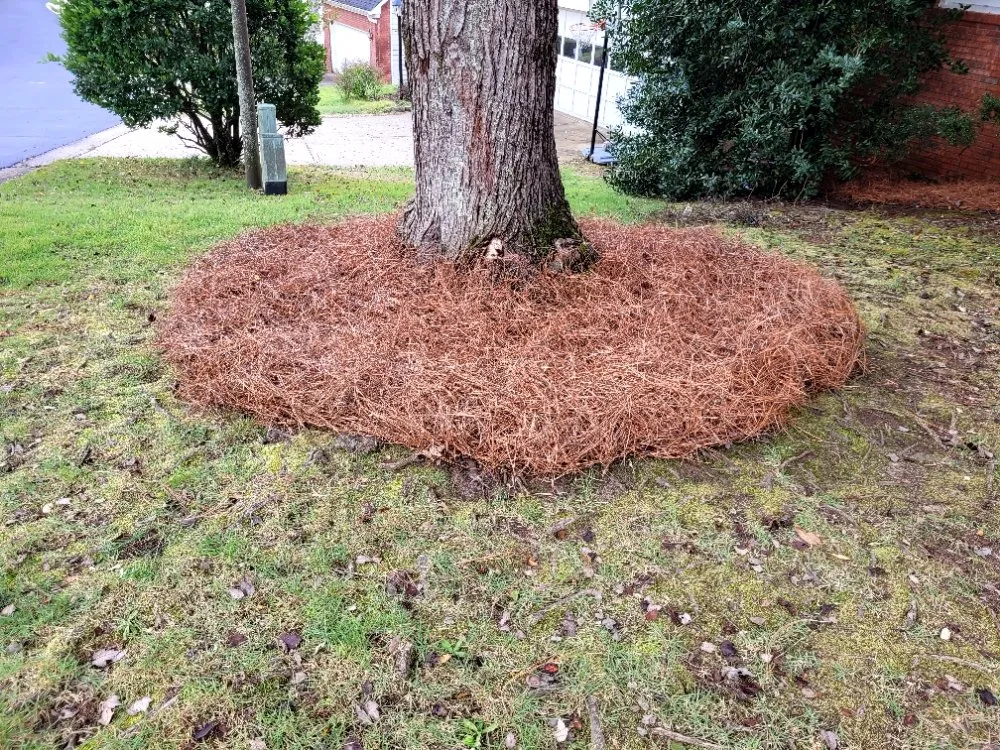 Expert yard maintenance experts serving Marietta, GA - Daniel and Son Lawn Care Services