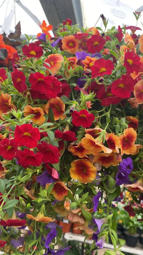 Reliable yard maintenance experts serving Elmsford, NY - Daniel Landscaping