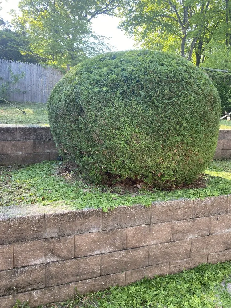 Top-rated yard cleanup service for year-round maintenance in Elmsford, NY by Daniel Landscaping