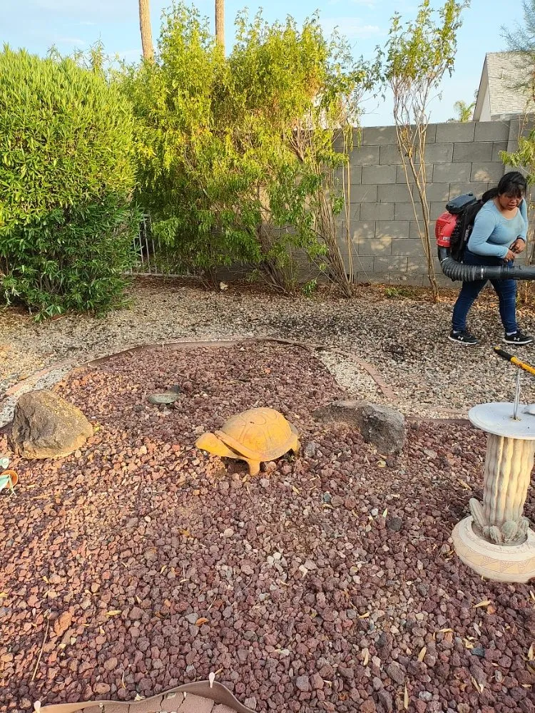 Reliable yard cleanup service in Phoenix, AZ by Daniel Landscaping