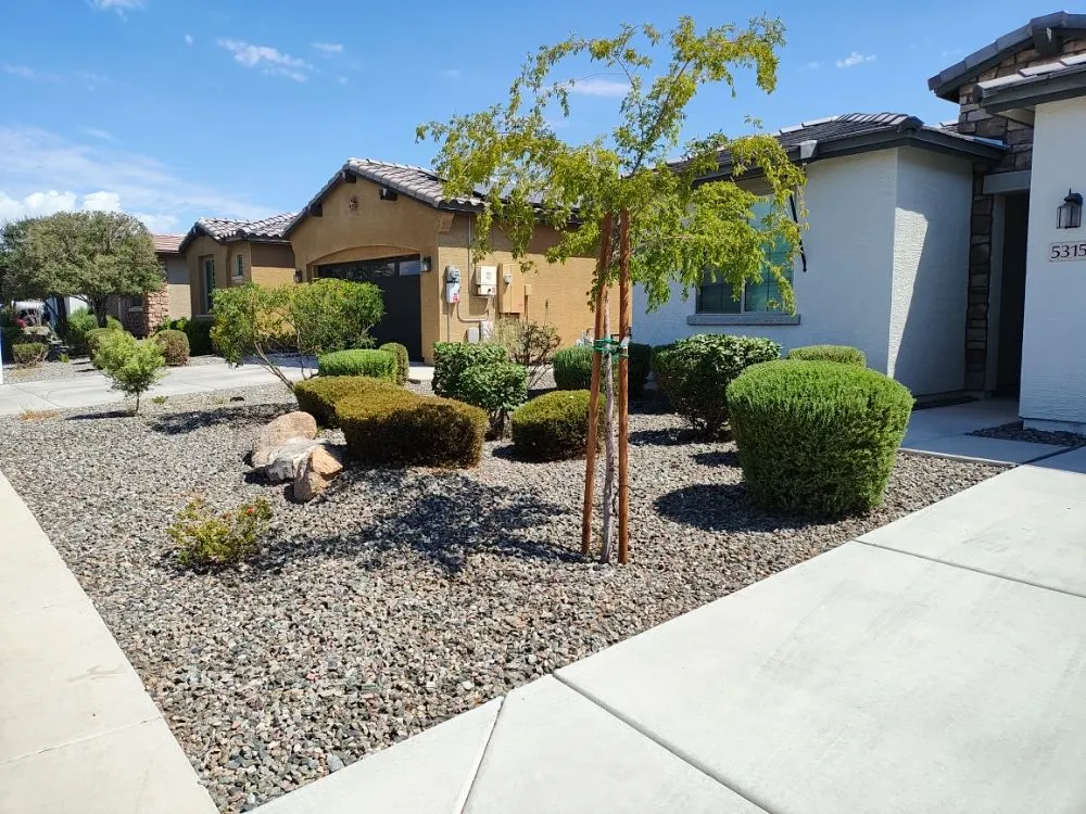 Professional yard maintenance in Phoenix, AZ - Daniel Landscaping