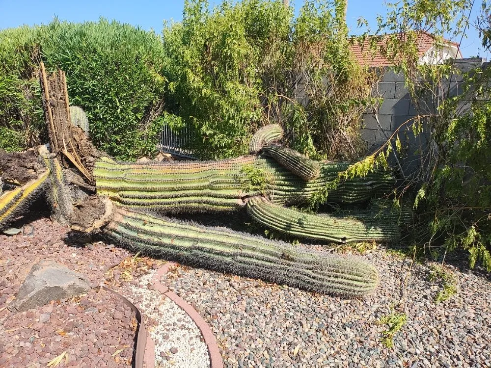 Trusted yard maintenance with custom design in Phoenix, AZ by Daniel Landscaping