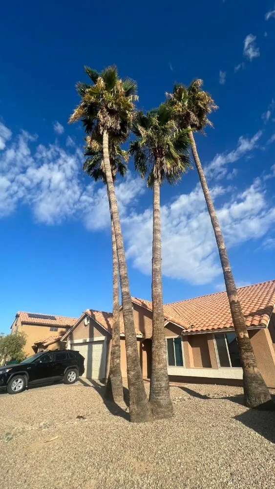 Affordable yard maintenance for residential properties in Phoenix, AZ by Daniel Landscaping