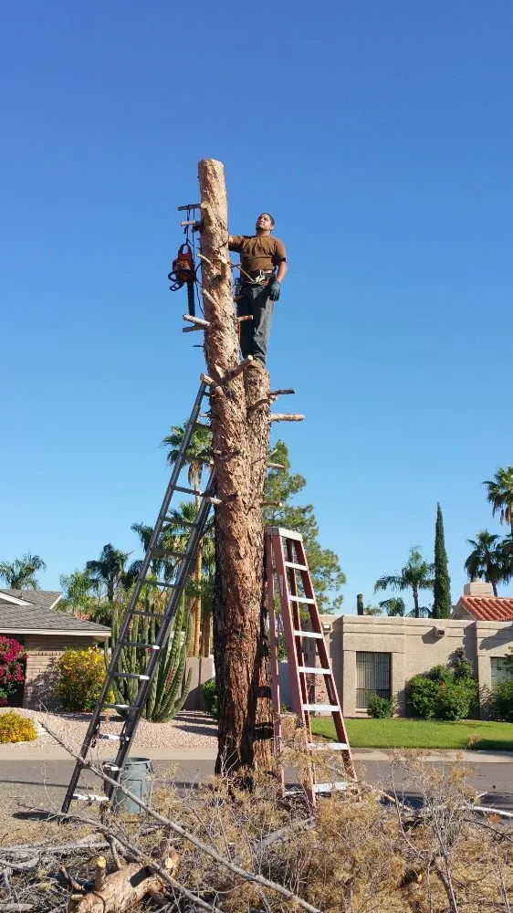 Local garden landscaping in Phoenix, AZ by Daniel Landscaping