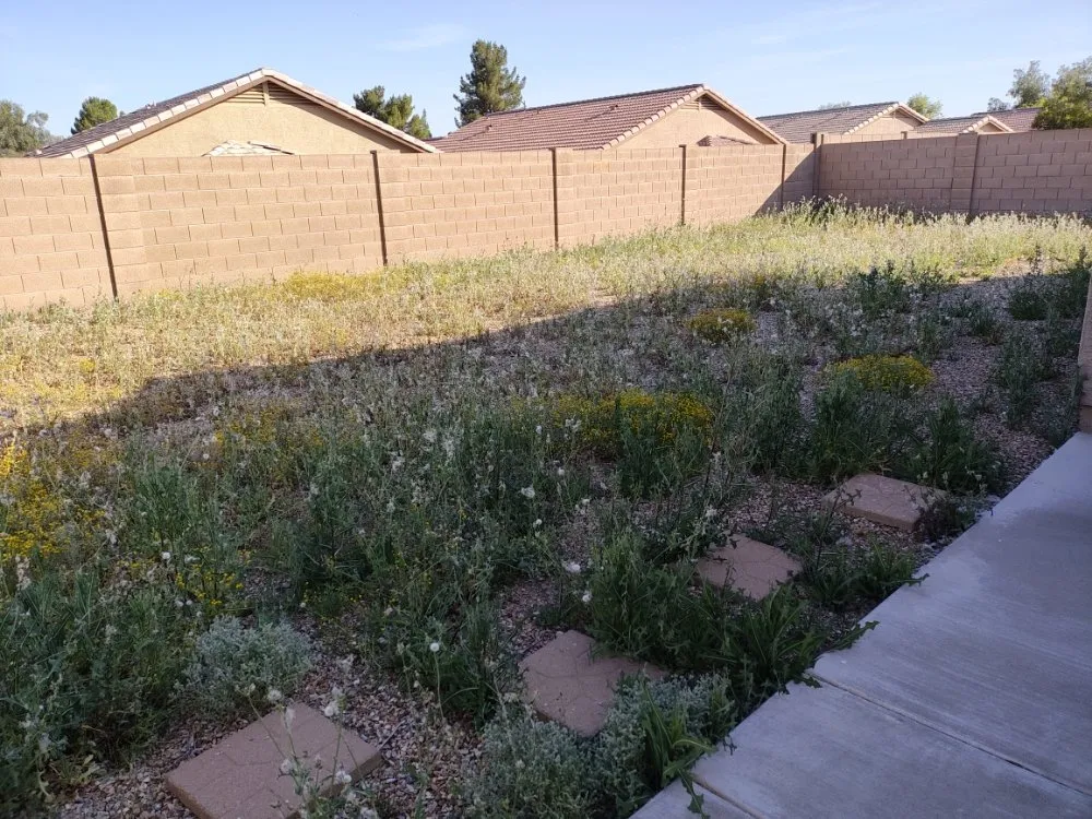 Trusted lawn mowing service experts serving Phoenix, AZ - Daniel Landscaping