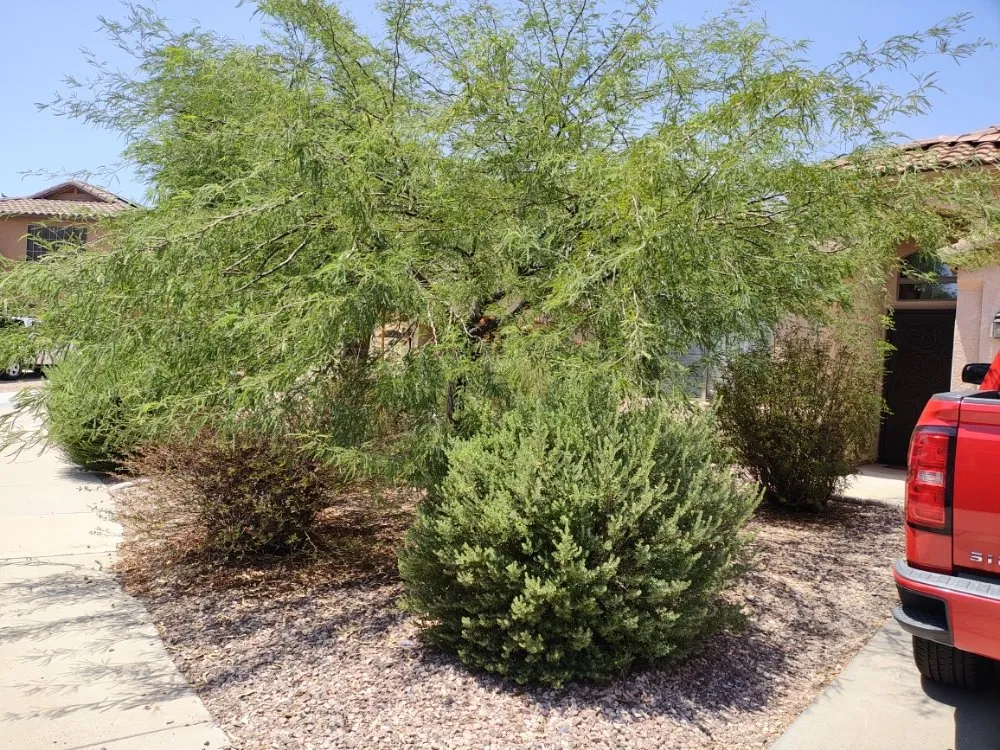 Professional garden landscaping for homes in Phoenix, AZ by Daniel Landscaping