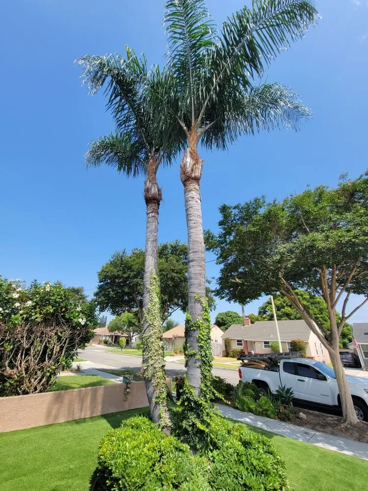 Affordable residential landscaping experts serving South Gate, CA - Daniel Lawn Service Y Landscaping