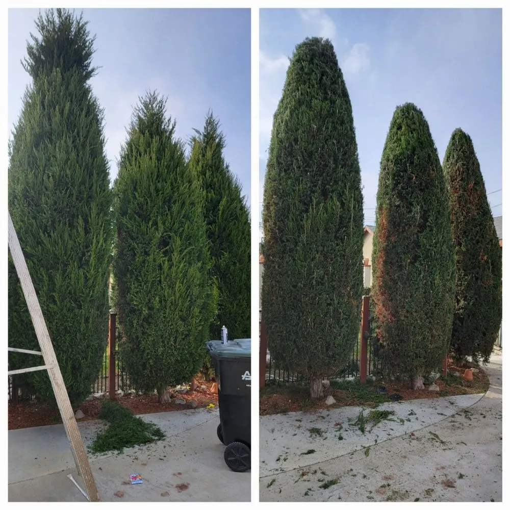 Top-rated landscape design in South Gate, CA - Daniel Lawn Service Y Landscaping