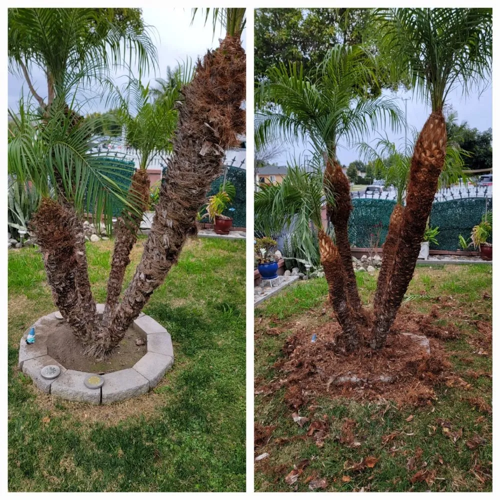 Local residential landscaping near you in South Gate, CA by Daniel Lawn Service Y Landscaping