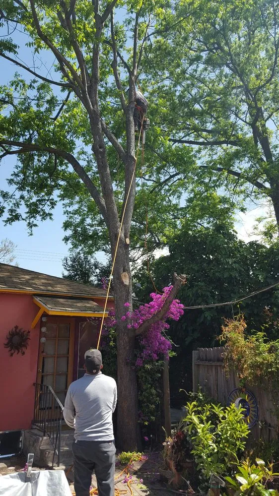 Expert lawn mowing service in Orange, CA - Daniel Leon Landscape