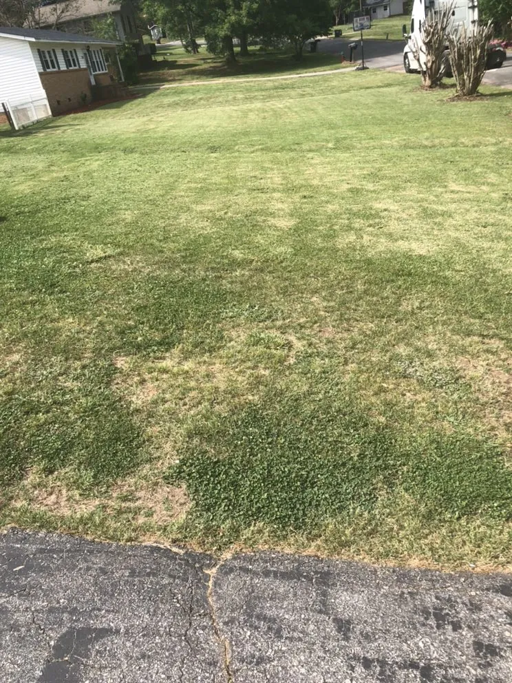 Top-rated yard cleanup service for residential properties in Spartanburg, SC by Daniel Lowe