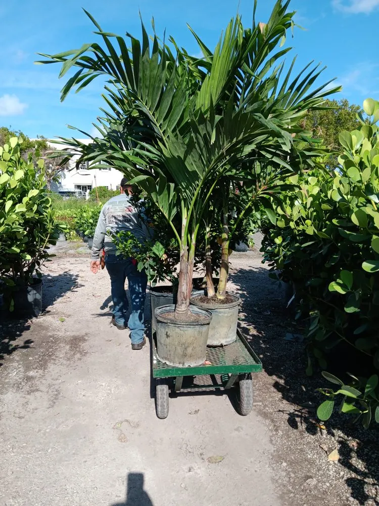 Professional landscape installation in Coral Springs, FL - Daniel Martinez Services