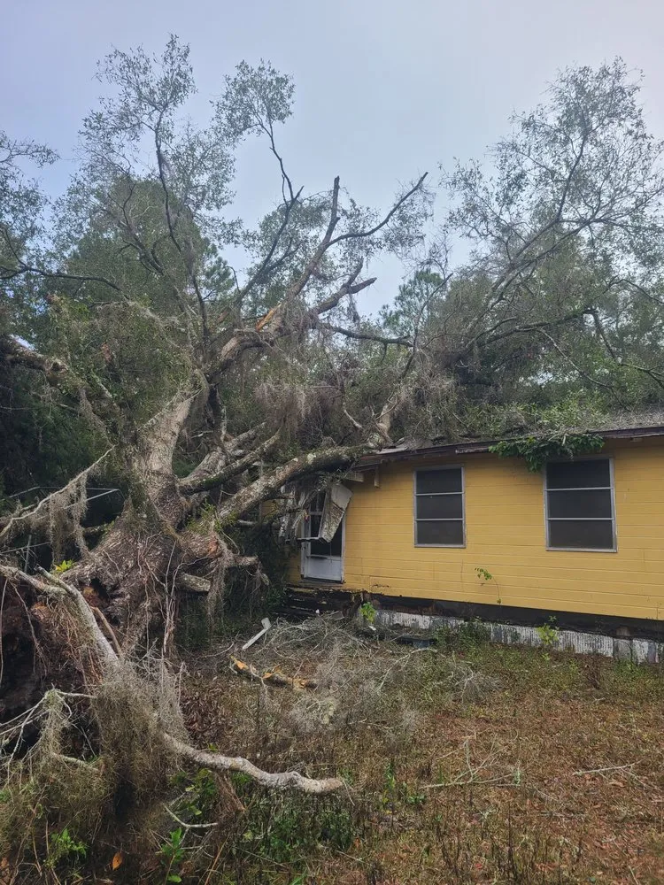 Affordable yard cleanup service for homes across Williston, FL - Daniel Morgan's Tree Service