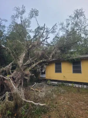 Daniel Morgan's Tree Service