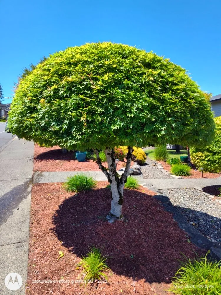 Professional lawn mowing service experts serving Vancouver, WA - Daniel R & R Landscaping