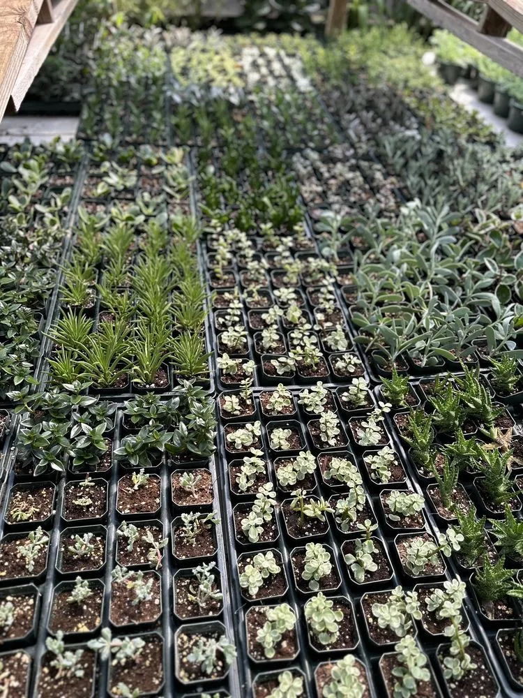 Expert landscaping services experts serving Saint Peters, MO - Daniel's Farm & Greenhouse