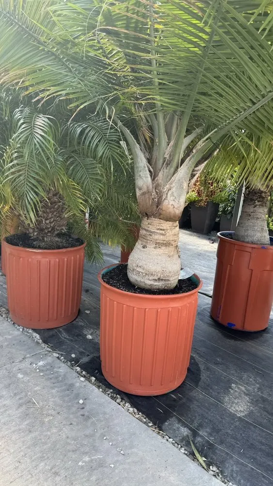 Custom garden landscaping for residential properties in Saint Peters, MO by Daniel's Farm & Greenhouse