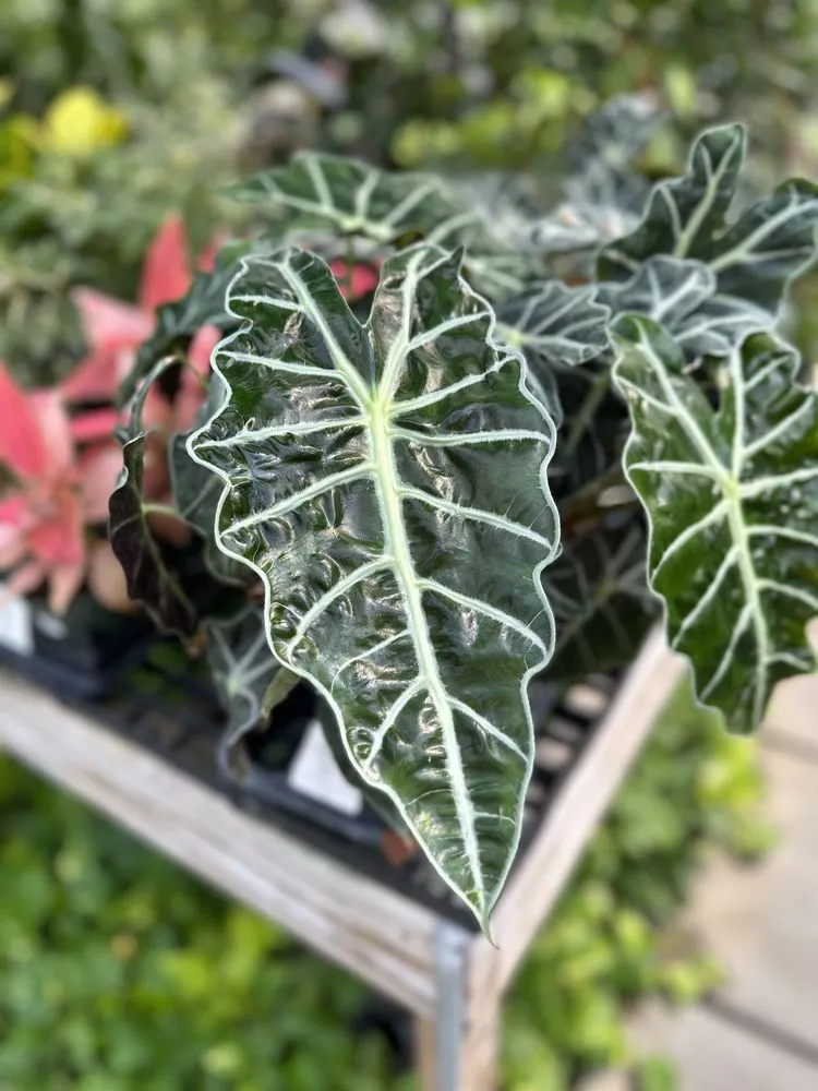 Custom landscaping services near you across Saint Peters, MO - Daniel's Farm & Greenhouse