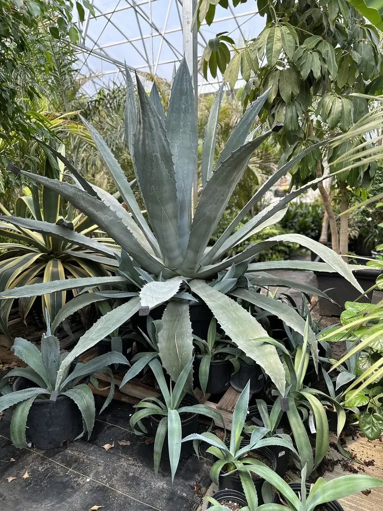 Professional garden landscaping in Saint Peters, MO - Daniel's Farm & Greenhouse