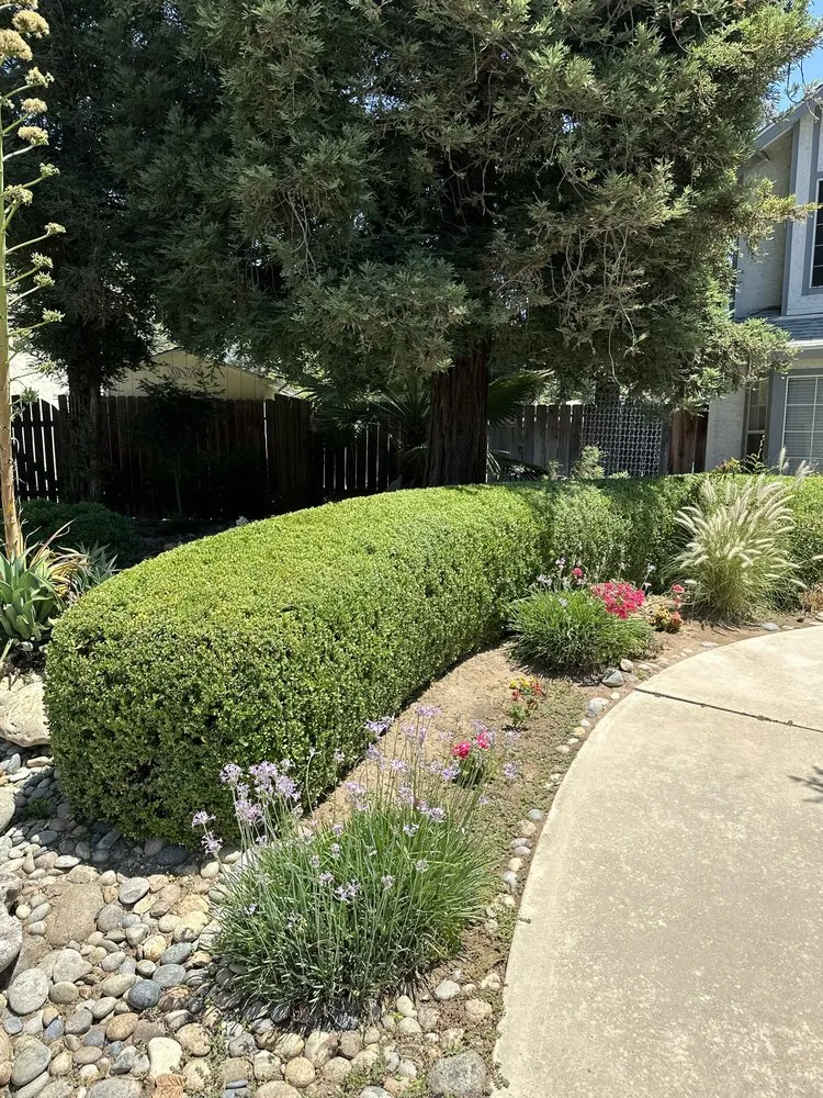 Top-rated lawn care service experts serving Clovis, CA - Daniel’s Land Service