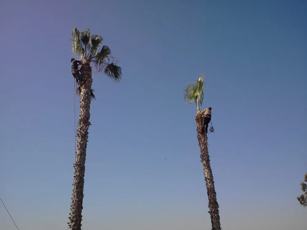 Affordable landscaping services for homes across Ontario, CA - Daniel's Landscape & Tree Service